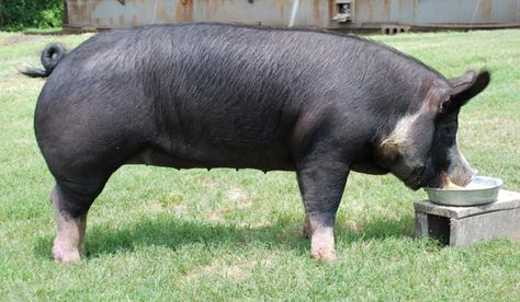 Berkshire Pig - Thomas has a customer that swears the last pig we butchered for him was the best he ever had. This after his girls raised pigs for 15+ years. Berkshire Pig, National Pig Day, Berkshire Pigs, Pig Breeds, Raising Pigs, Pig Roast, Farm Projects, Pig Farming, This Little Piggy