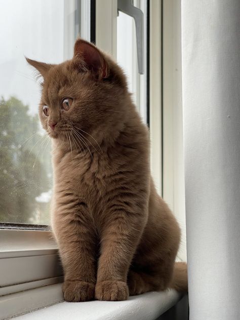 #browncat #kitten #britishshorthair #cinnamon #cinnamonbritishshorthair #brownkitten #brownbritishshorthair British Short Hair Brown Cat, British Short Haired Cat, Brown British Shorthair, Napoleon Cat, Selkirk Rex Kittens, Cute Cat Names, British Shorthair Kittens, Exotic Shorthair Cat, British Short Hair