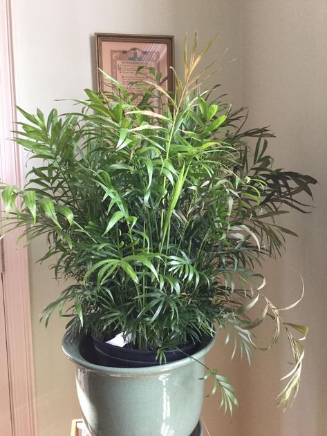 Learn why palm plants turn brown and other tips for growing at https://www.houseplant411.com/houseplant/how-to-grow-care-for-a-parlor-palm-neanthebella-palm-chamadorea How To Care For Palm Plants Indoors, How To Care For A Palm Plant, Parlor Palm Care, Majestic Palm Indoor Care, Palm Plant Indoor, Parlor Palm Care Tips, How To Care For Bamboo Plant Houseplant, Palm Plant Care, Palm House Plants