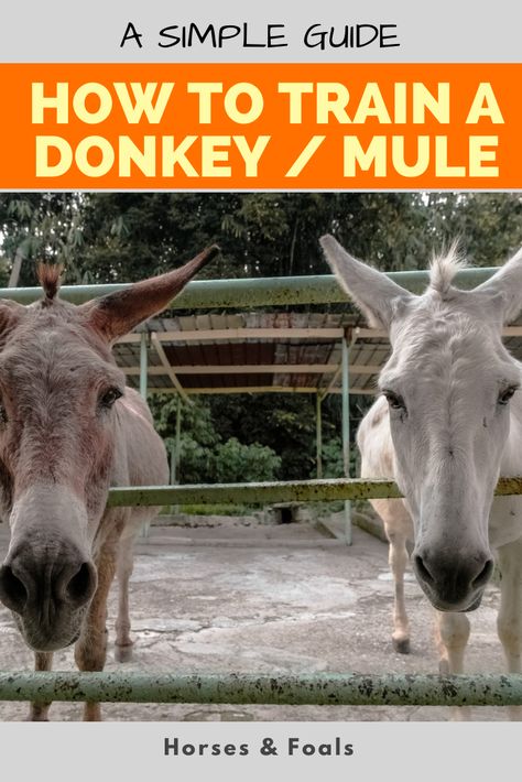 Donkeys and mules are also very loyal and tend to bond strongly with their special people. This makes the necessity to build good communication that much more important. Good communication is the foundation of bonding and of good training. Read on to learn more on how to train a donkey or a mule. Mini Mules Animal, Goat Knowledge, Guard Donkey, Mammoth Donkey, Donkey Training, Donkey Care, Pet Donkey, Mules Animal, Horses Western