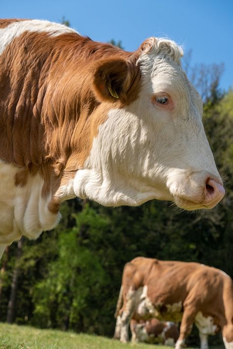 Cow Animal Beef Cattle, #Animal, #Beef, #Cattle, #Cow Beef Cow, Cow Photos, Beef Cattle, Milk Cow, Public Domain Images, Free Pictures, Free Photo, Vector Icons, Free Photos