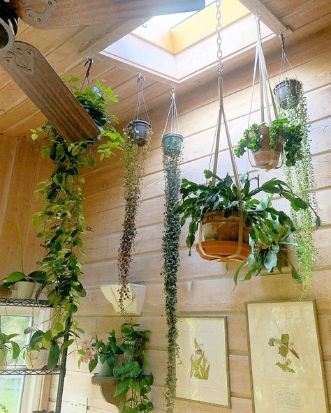 Sky Light With Plants, Hanging Plants Sunroom, Hanging Plants In Skylight, Skylight Plants, Sunroom Solarium, Skylight Interior, Houseplant Styling, Plant Sunroom, Shower Plants