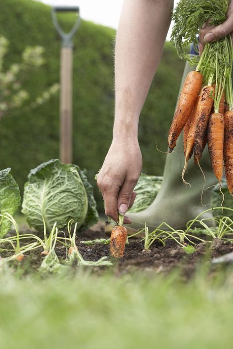 Unrecognizable person picking carrots on field, close-up, low section When To Harvest Carrots, Gardening Photography, Pure Happiness, Farms Living, Down On The Farm, Planting Vegetables, Grow Your Own Food, Veggie Garden, Edible Garden