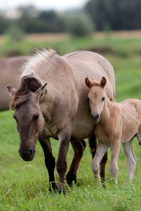 Mother And Baby Animals, Mother Cat, Baby Horses, Baby Animals Pictures, British Wildlife, Animal Pics, Google Co, Expecting Baby, Mother And Baby