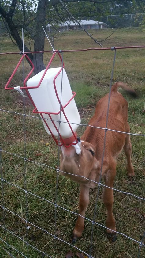 Bottle Fed Calves, Bottle Calf, Goat Shed, Deer Farm, Cattle Barn, Pet Cows, Goat House, Raising Farm Animals, Mini Cows