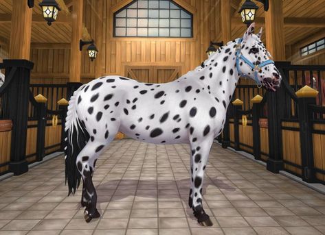 Star Stable Horses, Horse Star, Star Stable Online, Star Stable, Horse Stables, Appaloosa, Horse Breeds, Stables, Horses