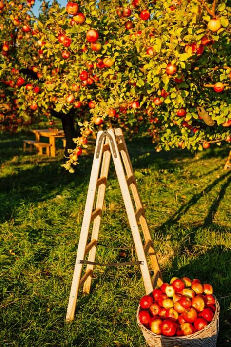 Harvest Garden Ideas, Garden Fruit Trees, Home Fruit Garden, Fruit And Veg Garden Aesthetic, Fruit Harvest, Vegetable Fruit Garden, Fruit Patch Garden, Fruits Garden, Garden With Fruit Trees