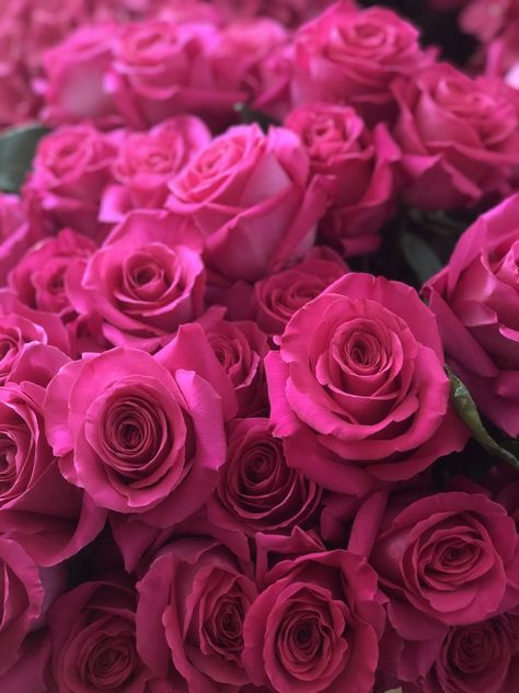 Hot Pink Roses Aesthetic, Dark Pink Roses Aesthetic, Hot Pink Aesthetic Dark, Hot Pink Moodboard, Hot Pink Pictures, Pink Roses Aesthetic, Pink Valentine Wallpaper, Rose Vibe, Rose Wedding Band