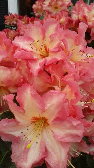 R."Naselle" Photo by Jan R. Fuller Azalea Bouquet, Theme Nature, Boquette Flowers, Nothing But Flowers, Flower Therapy, Beautiful Bouquet Of Flowers, Pretty Plants, Beautiful Flowers Pictures, Exotic Flowers