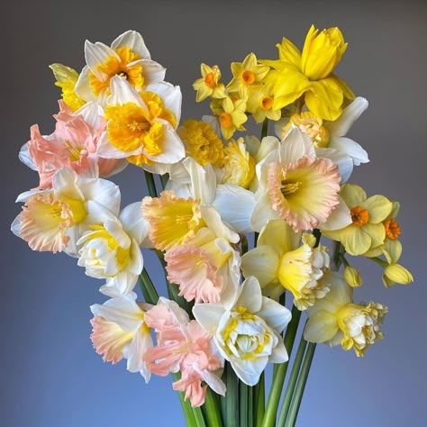 Daffodil Bouquet, First Flowers Of Spring, Flower Farmer, Nothing But Flowers, No Rain, Flower Therapy, Bouquet Of Flowers, Arte Floral, Flower Farm