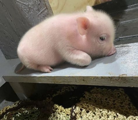 Micro Pigs, Small Pigs, Cute Piglets, Mini Pigs, Precious Animals, Cute Piggies, Pet Pigs, Lovely Animals