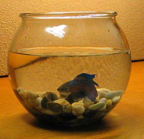 This bowl is too small for a betta fish to thrive. Unique Fish Bowls, Betta Fish Bowl, Glass Fish Bowl, Fish Bowls, Goldfish Bowl, Betta Tank, Fish Supplies, Fishing Pictures, Cute Fish