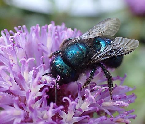 Mason Bee House, Orchard Tree, Us Forest Service, Solitary Bees, Mason Bees, Bee Necklace, Plant Species, Hook Clasp, Native Plants