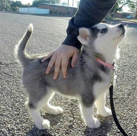 Caine Husky, Puppy Fever, Husky Puppies, Cute Husky, Dog Pics, Husky Mix, A Husky, Husky Puppy, Dog Parents