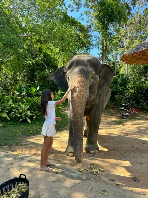 #elephant #phuket #thailand #lifestyle Phuket Elephant Sanctuary, Thailand Elephant Sanctuary, Elephant Sanctuary Thailand, Thailand Elephants, Elephant Sanctuary, Phuket Thailand, Chiang Mai, Life Inspiration, World Traveler