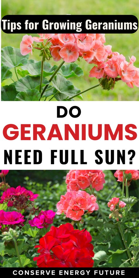 Here’s your ultimate guide for geranium plant care. Geraniums are some of the most popular summertime flowers all across the United States. Thanks to their hardiness, bold colors, and low-maintenance personality, they have become a staple in homeowners’ & gardeners’ landscapes. But do geraniums need full sun? / types of geraniums plants. geranium border garden ideas. geranium care tips. geranium care indoors. how to care for geraniums in pots. growing geraniums in pots, gardens with geraniums / Growing Geraniums In Pots, How To Care For Geraniums In Pots, Border Garden Ideas, Geraniums In Pots, Geraniums Indoors, Overwintering Geraniums, Inside Gardening, Garden Annuals, Summertime Flowers