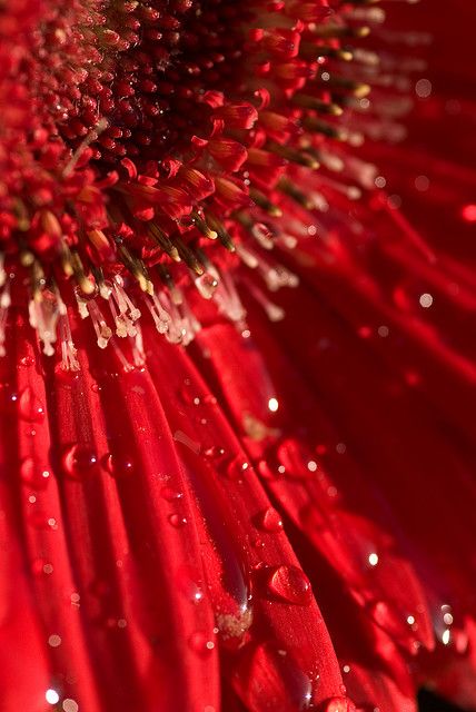 Red flower Foto Macro, Colors Of Fire, I See Red, Simply Red, Water Droplets, Red Aesthetic, Red Flower, Wearing Red, Shades Of Red