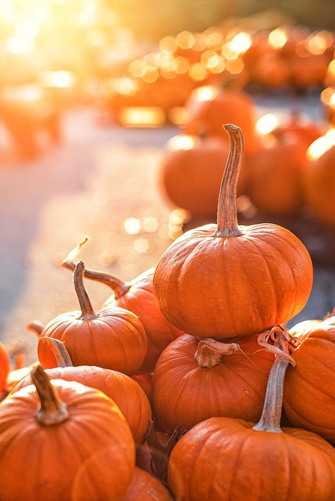 Pumpkin Patch Near Me, The Great Pumpkin Patch, Best Pumpkin Patches, Pumpkin Wallpaper, Orange Aesthetic, Best Pumpkin, Halloween Backgrounds, Wallpaper Free, Fall Pictures