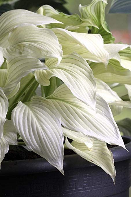 White Hosta, White Feather Hosta, Hosta Flower, Hosta Varieties, Shade Garden Plants, Hosta Gardens, Hosta Plants, Backyard Plants, White Leaves