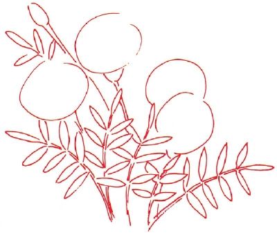 1. Outline - How to Draw a Marigold | HowStuffWorks How To Draw Marigolds Step By Step, How To Draw A Marigold Step By Step, How To Draw A Marigold, How To Draw Marigolds, Marigold Line Drawing, Draw A Poinsettia, Marigold Drawing, Draw A Daisy, Sketching Lessons