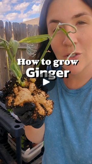 73K views · 18K reactions | How to grow ginger from grocery store rhizomes! 
.
Ginger and Turmeric both grow really well in warmer climates. They do take 9-10 months to form new rhizomes but if the time between your two frost dates isn't that long you can pre sprout then inside along with your other seed starting! 
Then simply transplant them out into containers that can be brought inside if you get an early killing frost in the fall/winter. 
.
Once you start producing enough rhizomes you won't ever need to buy ginger or turmeric again! 
This year I'm growing blue turmeric that a follower sent me so I'm very excited 💙
.
Make sure to choose a wider container vs. a deeper container because the rhizomes grow more laterally. 
Both plants do well with afternoon shade and adequate regular moist How To Grow Turmeric, Planting Ginger, Grow Turmeric, Vegtable Garden, Homestead Recipes, Gardening Indoors, Garden Hacks Diy, Growing Ginger, Ginger Plant