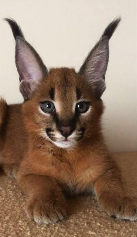 Floppa Cat, Big Cat Species, Big Floppa, Caracal Cat, Pretty Snakes, Exotic Cats, Gorgeous Cats, Super Cat, Silly Cats Pictures