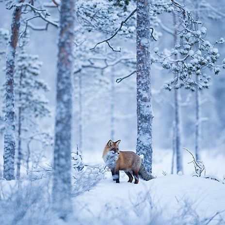 Animals In Snow Photography, Snow Fox Art, Volpe Artica, Fox In Forest, Fox In Snow, Fox In The Snow, Snow Animals, Fox Pictures, Snowy Forest