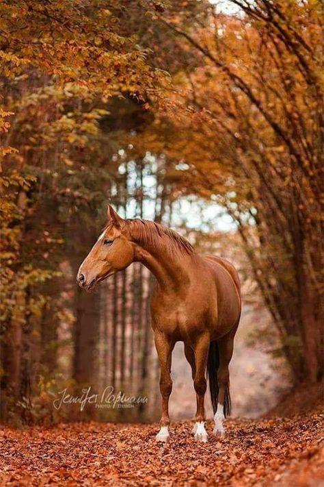 Horse Standing, Beautiful Horse Pictures, Mustang Horse, Horse Wallpaper, Horse Aesthetic, Brown Horse, Horses And Dogs, Horse Drawings, All The Pretty Horses