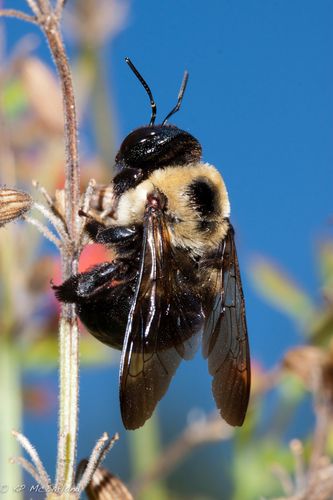 Mommy Makeover Surgery, Ranger Rick, Different Bees, Centipedes, Carpenter Bee, List Of Flowers, Bees And Wasps, Garden State, Bumble Bees