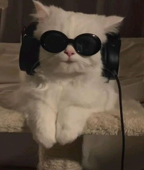 Sassy Cat Pfp, Music Profile Picture Aesthetic, Sassy Cat Aesthetic, Asthetic Pfp Ig, Sassy Profile Pictures, Cute Profile Pics Aesthetic, Kitten Profile Picture, Cat Profile Picture Aesthetic, Music Profile Picture