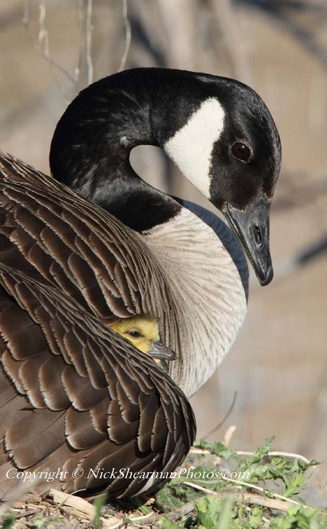 **Beautiful Spring Time,Canada Goose Mama with her baby. Canadian Geese, Canada Geese, Canadian Goose, Mother Goose, Traditional Christmas, Photo Projects, Wild Birds, Swans, Animals Friends