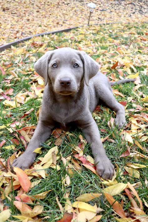 Paige Aesthetic, Silver Labs Dogs, Gray Labrador, Aesthetic Labrador Puppy, Silver Labrador Puppies, Baby Labrador, Labrador Retriever Silver, Blonde Labrador Pup, Silver Lab Puppies