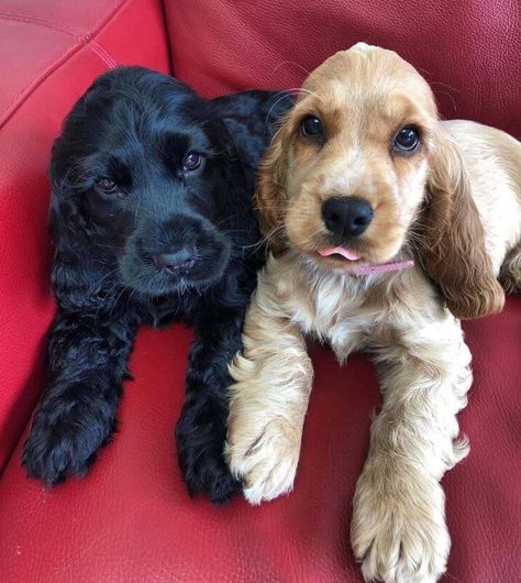 English Cocker Spaniel Puppies, English Dogs, Cocker Spaniel Puppies, Cocker Spaniel Dog, English Cocker, Spaniel Puppies, Pretty Animals, Fluffy Animals, Cute Animal Photos