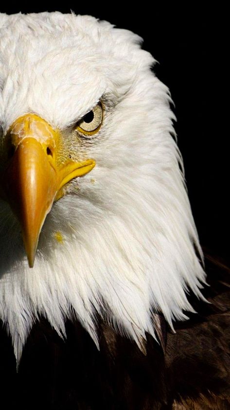 Eagle Images Hd, Movies Wallpaper, Bold Eagle, Aigle Royal, Bird Repellents, Eagle Images, Eagle Painting, Eagle Wallpaper, Eagle Pictures