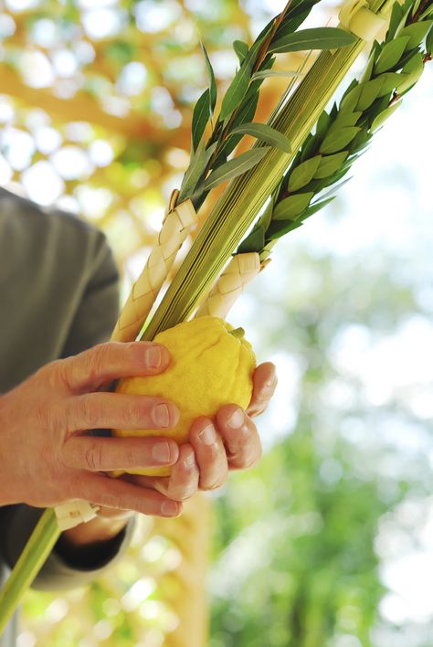 Sukkot Activities, Sukkot Crafts, Sukkot Decorations, Lulav And Etrog, Reform Judaism, Simchat Torah, Jewish Crafts, Feast Of Tabernacles, Ancient Israelites