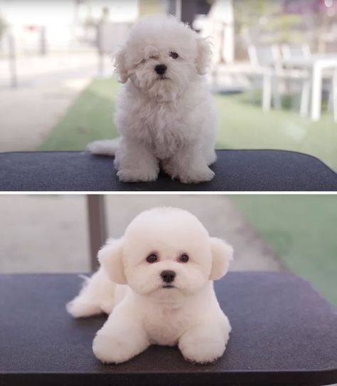 Dogs-Haircut-Before-After-Groomer-Shu-And-Tree Maltipoo Teddy Bear Haircut, Maltipoo Haircuts, Poochon Dog, Toy Poodle Haircut, Puppy Haircut, Poodle Haircut, Dog Grooming Styles, Maltese Poodle, Puppy Grooming