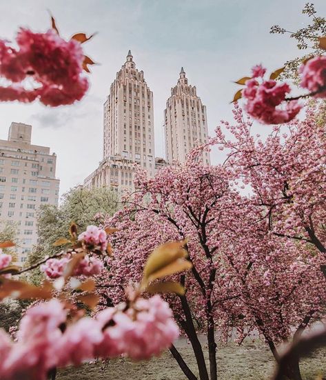 Shared by Ale♡. Find images and videos about beautiful, pink and flowers on We Heart It - the app to get lost in what you love. Spring In New York, Canon 80d, Pink Travel, Central Park Nyc, Nyc Aesthetic, New York Aesthetic, I Love New York, Beautiful Flowers Wallpapers, Photo Wall Collage