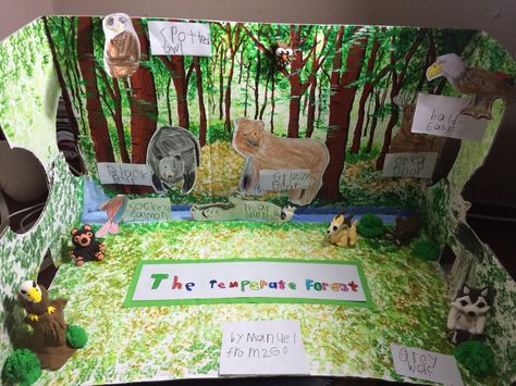 Temperate forest diorama Temperate Rainforest Diorama, Temperate Forest Biome, Temperate Forest Diorama, Temperate Forest Biome Project, Ecosystems Diorama, Biomes Project, Ecosystems Projects, Rainforest Habitat, Biome