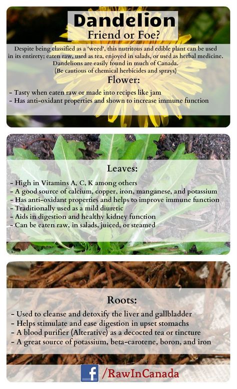 All the benefits of wildcrafting Dandelions! You can use the whole plant; flower, leaves, roots, and it is all edible! Do you consider Dandelion a 'friend or foe'? Uses For Dandelions, Dehydrating Dandelion Flowers, Dandelion Properties, Dandelion Magical Properties, Dandelion Medicinal Uses, Dandelion Tincture Benefits, Dandelion Harvesting, Dandelion Greens Benefits, Dandelion Remedies