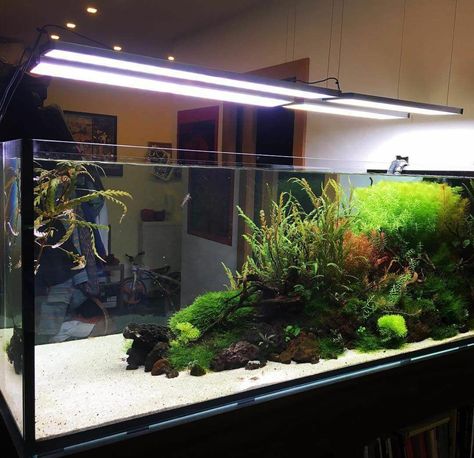 Large Tank Aquascape, 65 Gallon Fish Tank Ideas, 125 Gallon Aquarium, Large Fish Tanks, Discus Aquarium, Fish Tank Terrarium, Amazing Aquariums, Cool Fish Tanks, Fish Tank Design