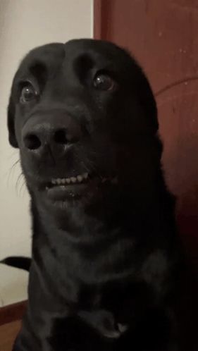 Dog Awkward GIF - Dog Awkward Awkward dog - Discover & Share GIFs Scared Dog Reaction Pic, Awkward Gif, Meme Reaction Pic Dog, Dog Animation, Troll Face, Happy Dog Meme, Work Jokes, Dog Bite Meme, Smiling Dog Meme