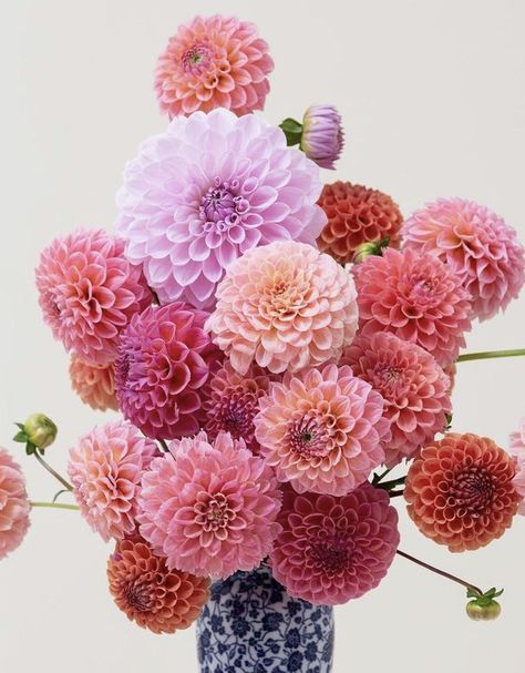 Dahlia Flower Aesthetic, Bouquet Champetre, Small Wedding Bouquets, Bouquet Arrangements, Flower Therapy, No Rain, Beautiful Bouquet Of Flowers, Dahlia Flower, Flower Map