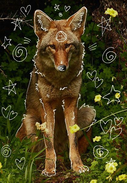 A Wolf, Please Do, Made By Me, Feel Free, Stars, Flowers