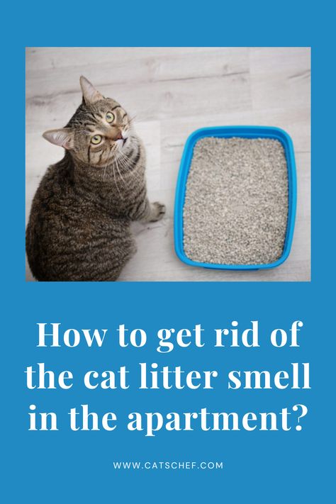 If you want to avoid getting into any more embarrassing situations, you need to know how to get rid of the cat litter smell in the apartment, ASAP. Let’s face it – other than being in a humiliating situation in front of your guests, no one likes to live with that stench. #catschef #cat #cats #kitten #kittens #catlover #catlovers #catlife #catoftheday #meow #pets #cute #love #animals #animallovers #kitty #kittycat #persiancat #mainecoon #ragdollcat #siberiancat #bengalcat #siamesecat Cat Litter Smell, Litter Box Smell, Best Litter Box, Room Deodorizer, Cleaning Litter Box, Cat Ownership, Smelly Cat, Cat Care Tips, Cat Parenting