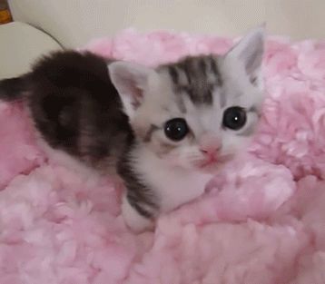 . Kittens, Gif, Pink