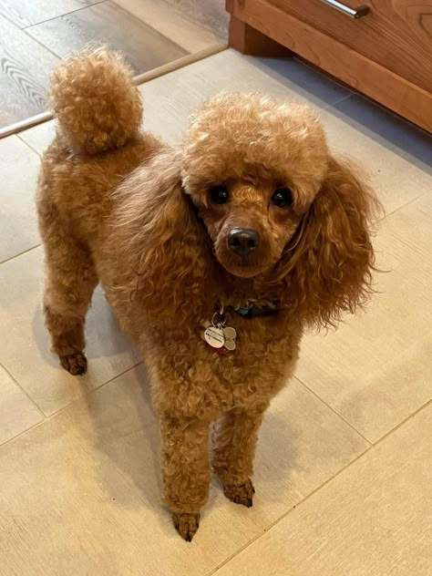 Dog Styling, Toy Poodle Haircut, Dog Haircut, Poodle Haircut, Toy Poodles, Toy Poodle Puppies, Dog Haircuts, Poodle Puppies, Puppy Stuff