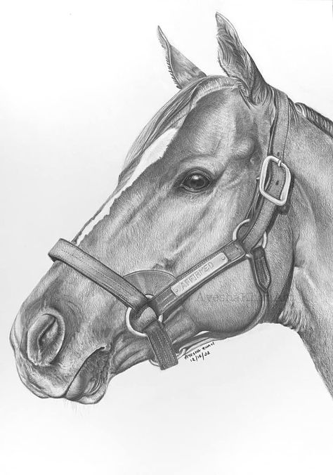 Horse Pencil Drawing, Horse Art Drawing, Bull Painting, Cow Illustration, Shading Drawing, Pencil Drawings For Beginners, Grey Scale, Etch A Sketch, Pencil Drawings Of Animals