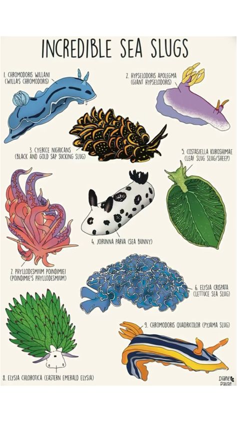 Different types of sea slugs Oceanography Marine Biology, Animal Infographic, Sea Slugs, Marine Biologist, Sea Slug, Watercolor Projects, Marine Conservation, Underwater Creatures, Oceanography