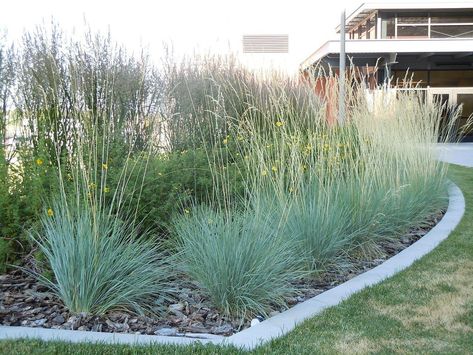 Grasses add drama to the garden. If you are looking for an attractive ornamental grass with a unique color, look no farther than ornamental blue oat grass. Click here to see how to grow this blue hued ornamental oat grass variety. Ornamental Grass Landscape, Blue Oat Grass, Grass Design, Landscape Curbing, Perennial Grasses, Grasses Landscaping, Lawn Equipment, Modern Garden Design, Grasses Garden