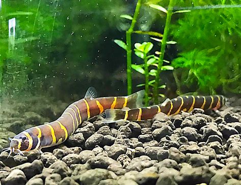 Kuhli Loach, Community Tanks, Fresh Water Tank, Aquascaping, Freshwater Fish, Fish Tank, Fish, Animals, Quick Saves